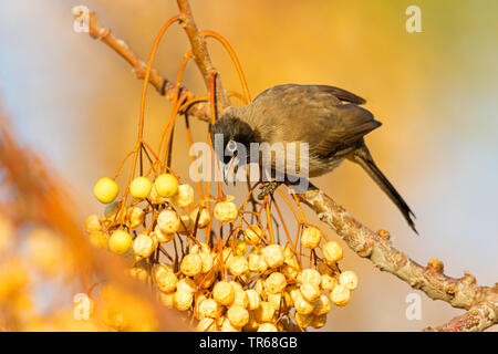 Gelb-vented bulbul (Pycnonotus xanthopygos), Fütterung auf Beeren, Israel Stockfoto