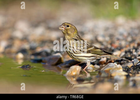 Europäischen Girlitz (Serinus serinus), Trinken, Griechenland, Lesbos Stockfoto