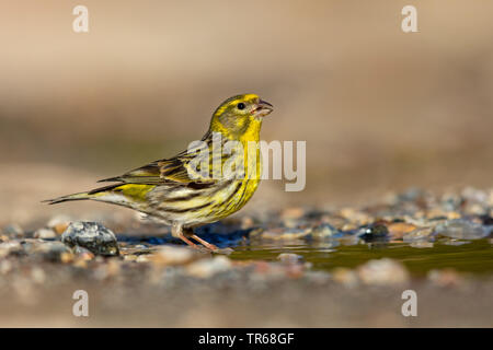 Europäischen Girlitz (Serinus serinus), Trinken, Griechenland, Lesbos Stockfoto