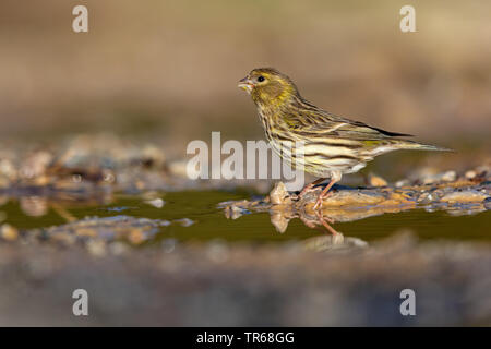 Europäischen Girlitz (Serinus serinus), Trinken, Griechenland, Lesbos Stockfoto