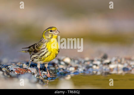 Europäischen Girlitz (Serinus serinus), Trinken, Griechenland, Lesbos Stockfoto