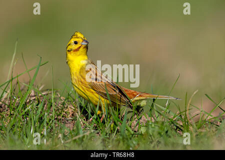 Die Goldammer wären (Emberiza citrinella), male in einer Wiese, Deutschland, Rheinland-Pfalz Stockfoto