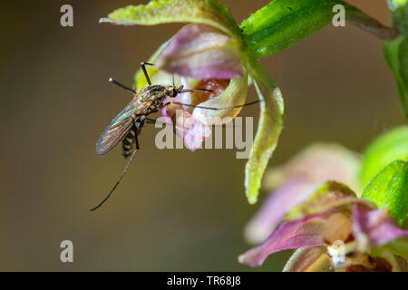 Broad-leaved Helleborine, Ost helleborine Epipactis Helleborine (), Inland Hochwasser Moskito, Aedes vexans, auf einer Blume, Deutschland, Mecklenburg-Vorpommern Stockfoto