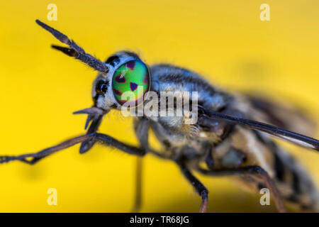 Gold Auge Bremse, deerfly, Rotwild - Fliegen, breezefly, Breeze-fly, Pferdebremse, horse-fly (Chrysops relictus), Compound eye, Brustbild, Deutschland, Mecklenburg-Vorpommern Stockfoto