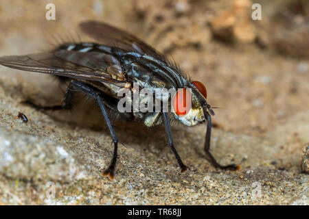 Feshfly, Fleisch - Fliegen, marmoriert - graues Fleisch fliegen (Sarcophaga carnaria), imago mit roten Facettenaugen, Seitenansicht, Deutschland, Mecklenburg-Vorpommern Stockfoto