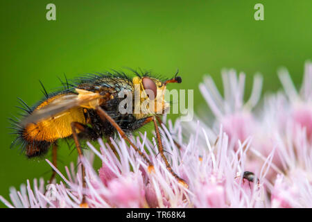 Tachinid Fliegen, parasitäre Fliege (Tachina fera), sitzend auf thoroughwort, Seitenansicht, Deutschland, Mecklenburg-Vorpommern Stockfoto