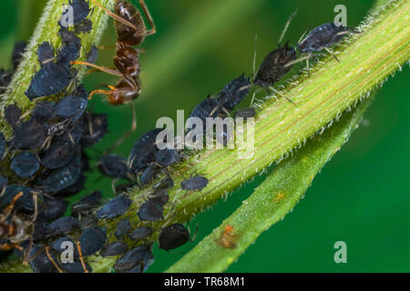 Schwarze Bohne gegen Blattläuse, blackfly, Schwarz wayame (aphis Fabae), schwarze Bohne Blattläuse durch Garten Ameisen gehalten wird, Deutschland, Mecklenburg-Vorpommern Stockfoto