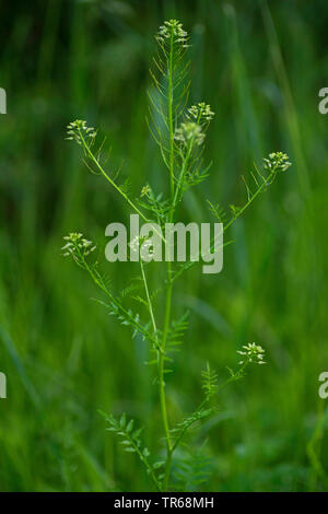 Schmale-leaved bitter-Kresse, Rühr-mich-nicht bitter - kresse (Cardamine Impatiens), blühende, Deutschland, Bayern Stockfoto