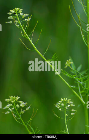 Schmale-leaved bitter-Kresse, Rühr-mich-nicht bitter - kresse (Cardamine Impatiens), blühende, Deutschland, Bayern Stockfoto