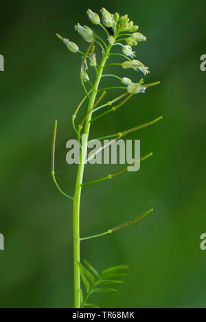 Schmale-leaved bitter-Kresse, Rühr-mich-nicht bitter - kresse (Cardamine Impatiens), Blütenstand mit jungen Früchte, Deutschland, Bayern Stockfoto