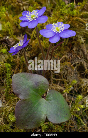 Leberblümchen liverleaf, Amerikanische Muskeltrainings (Hepatica nobilis, Anemone hepatica), blühende, Deutschland, Bayern Stockfoto