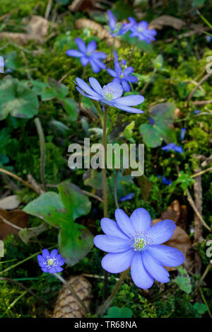 Leberblümchen liverleaf, Amerikanische Muskeltrainings (Hepatica nobilis, Anemone hepatica), blühende, Deutschland, Bayern Stockfoto