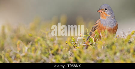 Cretzschmar's Bunting (Emberiza caesia), male auf einem Brier, Griechenland sitzen, Lesbos Stockfoto