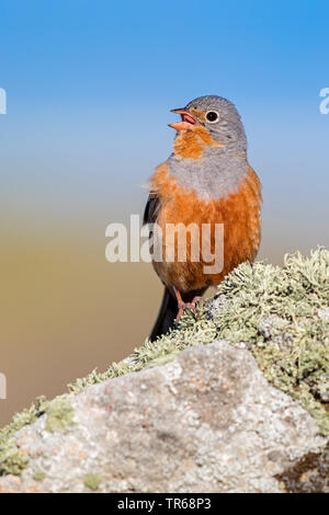 Cretzschmar's Bunting (Emberiza caesia), singende Männchen auf einem Felsen, Griechenland, Lesbos Stockfoto