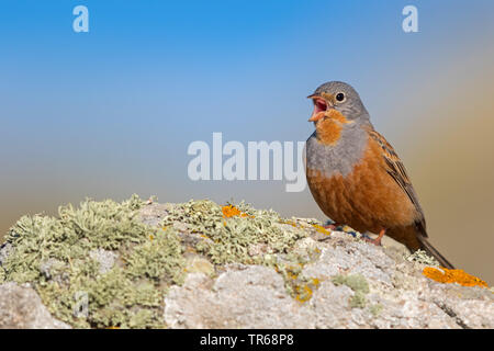 Cretzschmar's Bunting (Emberiza caesia), singende Männchen auf einem Felsen, Griechenland, Lesbos Stockfoto