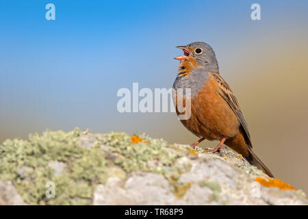 Cretzschmar's Bunting (Emberiza caesia), singende Männchen auf einem Felsen, Griechenland, Lesbos Stockfoto