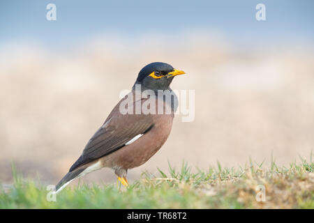 Gemeinsame mynah (Acridotheres Tristis), auf dem Boden, Israel Stockfoto