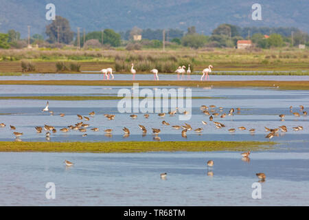 Kampfläufer (Philomachus pugnax), troop Nahrungssuche im flachen Wasser, Flamingos im Hintergrund, Israel Stockfoto