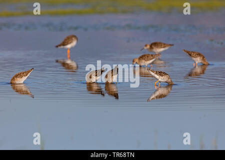 Kampfläufer (Philomachus pugnax), troop Nahrungssuche im flachen Wasser, Israel Stockfoto