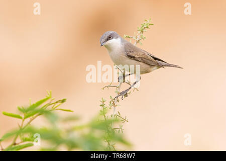 Lesser Whitethroat (Sylvia curruca), sitzend auf einem Zweig, Israel Stockfoto