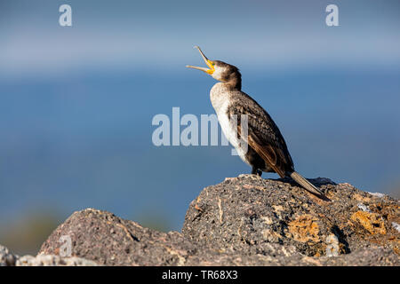 Kormoran (Phalacrocorax carbo), Wohnzimmer mit offener Rechnung auf einem Felsen, Seitenansicht, Griechenland, Lesbos Stockfoto