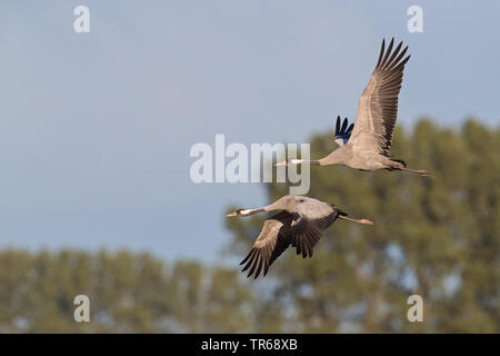 Kranich, Eurasische Kranich (Grus Grus), zwei Kräne im Flug, Deutschland, Mecklenburg-Vorpommern Stockfoto