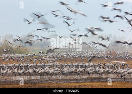 Kranich, Eurasische Kranich (Grus Grus), große Herde in der Ruhezone, Deutschland, Mecklenburg-Vorpommern, Nationalpark Vorpommersche Boddenlandschaft Stockfoto