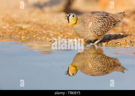 Gekrönt sandgrouse (Pterocles coronatus), Trinken, Israel Stockfoto