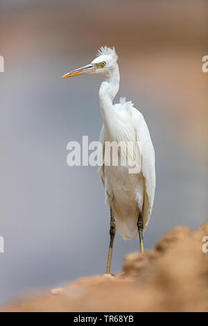 Western Reef Seidenreiher (Egretta gularis), Israel Stockfoto