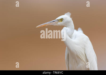 Western Reef Seidenreiher (Egretta gularis), Porträt, Israel Stockfoto