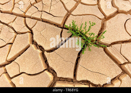 Trockener Boden eines ehemaligen Akko, Israel Stockfoto