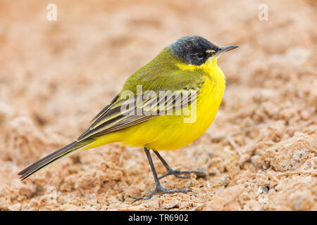 Black-headed Bachstelze (Motacilla feldegg, Motacilla flava feldegg), auf dem Boden, Israel Stockfoto