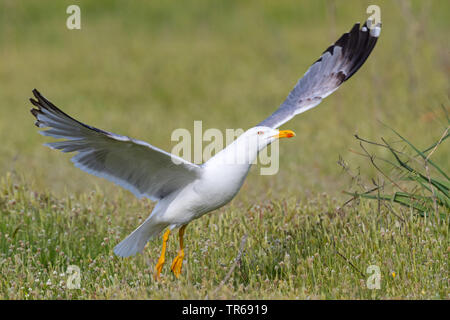 Yellow-legged Gull (Larus michahellis, Larus cachinnans michahellis), ausgehend vom Boden, Griechenland, Lesbos Stockfoto