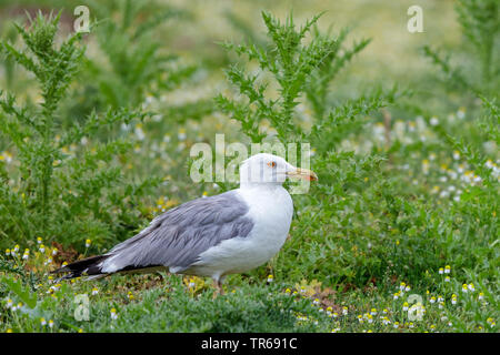 Yellow-legged Gull (Larus michahellis, Larus cachinnans michahellis), auf dem Boden, Disteln im Hintergrund, Griechenland, Lesbos Stockfoto