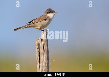 Östlichen orphean Warbler (Sylvia hortensis crassirostris, Sylvia crassirostris), sitzen auf einem hölzernen Pfahl, Seitenansicht, Griechenland, Lesbos Stockfoto