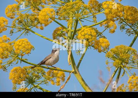 Östlichen orphean Warbler (Sylvia hortensis crassirostris, Sylvia crassirostris), Gesang männlich, Griechenland, Lesbos Stockfoto