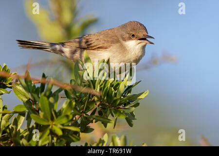 Östlichen orphean Warbler (Sylvia hortensis crassirostris, Sylvia crassirostris), auf einem Busch, Griechenland, Lesbos Stockfoto