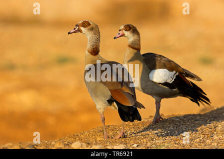 Nilgans (Alopochen aegyptiacus), zwei Nilgänse, Israel Stockfoto