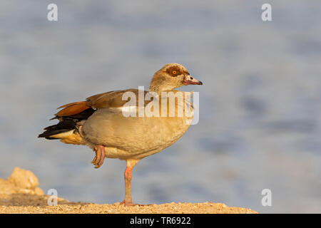 Nilgans (Alopochen aegyptiacus), auf einem Bein stehen, Seitenansicht, Israel Stockfoto