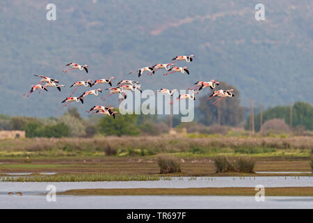 Mehr Flamingo (Phoenicopterus roseus, Phoenicopterus ruber Roseus), Herde fliegt über ein Feuchtgebiet, Griechenland, Lesbos Stockfoto