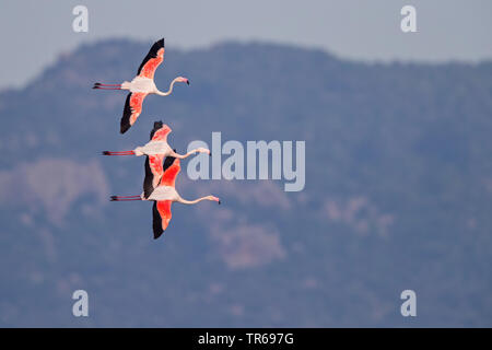 Mehr Flamingo (Phoenicopterus roseus, Phoenicopterus ruber Roseus), drei fliegende Flamingos, Griechenland, Lesbos Stockfoto