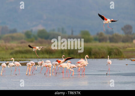 Mehr Flamingo (Phoenicopterus roseus, Phoenicopterus ruber Roseus), Gruppe im flachen Wasser, Griechenland, Lesbos Stockfoto