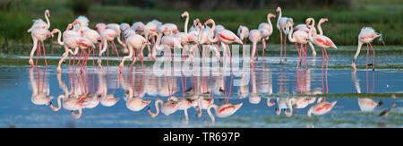 Mehr Flamingo (Phoenicopterus roseus, Phoenicopterus ruber Roseus), Herde Nahrungssuche im flachen Wasser, Griechenland, Lesbos Stockfoto