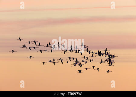 Mehr Flamingo (Phoenicopterus roseus, Phoenicopterus ruber Roseus), Fliegende Gruppe bei Sonnenuntergang, Griechenland, Griechenland, Lesbos Stockfoto