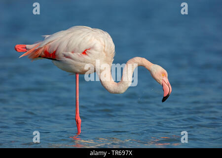 Mehr Flamingo (Phoenicopterus roseus, Phoenicopterus ruber Roseus), Stehen auf einem Bein im flachen Wasser, Griechenland, Lesbos Stockfoto