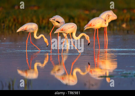 Mehr Flamingo (Phoenicopterus roseus, Phoenicopterus ruber Roseus), troop Nahrungssuche im flachen Wasser, Griechenland, Lesbos Stockfoto