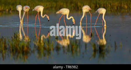 Mehr Flamingo (Phoenicopterus roseus, Phoenicopterus ruber Roseus), troop Nahrungssuche im flachen Wasser, Griechenland, Lesbos Stockfoto