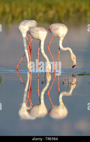 Mehr Flamingo (Phoenicopterus roseus, Phoenicopterus ruber Roseus), troop Nahrungssuche im flachen Wasser, Griechenland, Lesbos Stockfoto