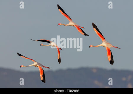 Mehr Flamingo (Phoenicopterus roseus, Phoenicopterus ruber Roseus), Fliegende Gruppe, Griechenland, Griechenland, Lesbos Stockfoto