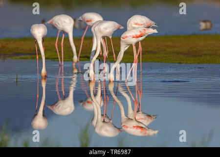 Mehr Flamingo (Phoenicopterus roseus, Phoenicopterus ruber Roseus), troop Nahrungssuche im flachen Wasser, Griechenland, Lesbos Stockfoto